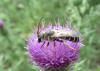 Halictus quadricinctus